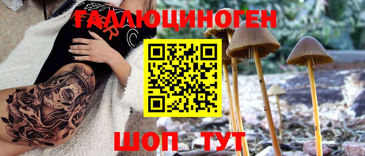 Североморск  Галлюциногенные грибы прущие грибы  Вход с VPN 